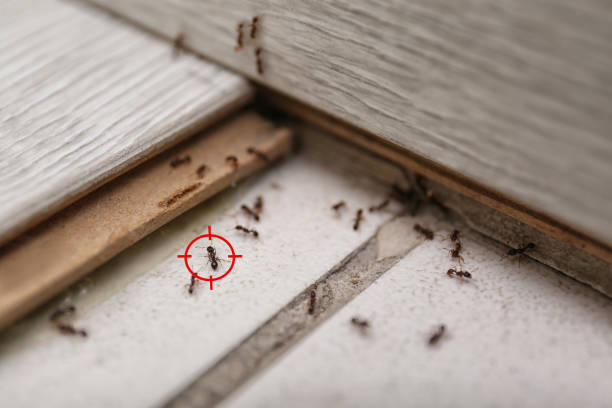 Best Best Pest Control Companies  in Clarkdale, AZ