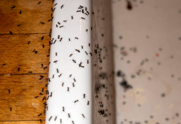 Best Affordable Pest Control Services  in Clarkdale, AZ