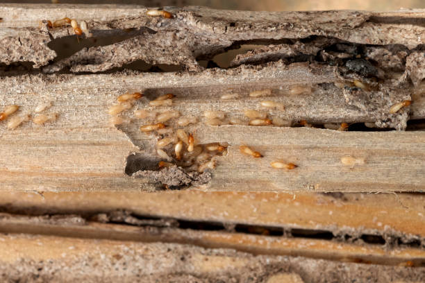 Best Wildlife Control Services  in Clarkdale, AZ