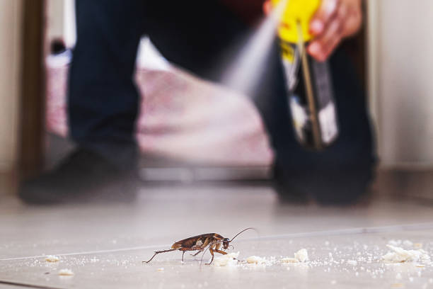 Best Local Pest Control Services  in Clarkdale, AZ